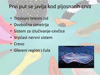 • Troslojni telesni zid
• Dvobočna simetrija
• Sistem za izlučivanje-cevčice
• Vrpčast nervni sistem
• Crevo
• Glaveni region i čula
Prvi put se javlja kod pljosnatih crva
 