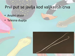 Prvi put se javlja kod valjkastih crva
• Analni otvor
• Telesna duplja
 