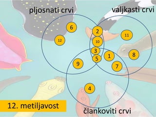 pljosnati crvi valjkasti crvi
člankoviti crvi
1. Analni otvor
1
2. Vrpčast nervni sistem
2
3. Dvobočna simetrija
3
4. Zatvoren krvni sistem
4
5. Usni otvor
5
6. Bez telesne duplje
6
7. Telesna duplja
7
8. Odvojenih polova
8
9. hermafroditi
9
10. Unutrašnji paraziti
10
11. trihineloza
11
12. metiljavost
12
 