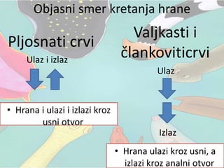 Objasni smer kretanja hrane
• Hrana ulazi kroz usni, a
izlazi kroz analni otvor
Ulaz i izlaz
Ulaz
Izlaz
Pljosnati crvi
Valjkasti i
člankoviticrvi
• Hrana i ulazi i izlazi kroz
usni otvor
 