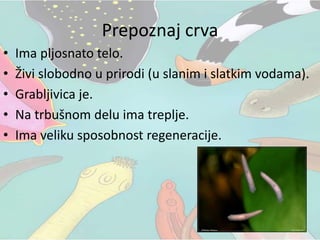 Prepoznaj crva
• Ima pljosnato telo.
• Živi slobodno u prirodi (u slanim i slatkim vodama).
• Grabljivica je.
• Na trbušnom delu ima treplje.
• Ima veliku sposobnost regeneracije.
 