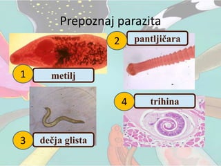 Prepoznaj parazita
metilj
pantljičara
dečja glista
trihina
1
2
3
4
 