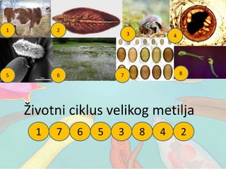 Životni ciklus velikog metilja
1 2
5 6 87
3 4
1 256 87 3 4
 