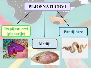 PLJOSNATI CRVI
Trepljasti crvi
(planarije)
Metilji
Pantljičare
 