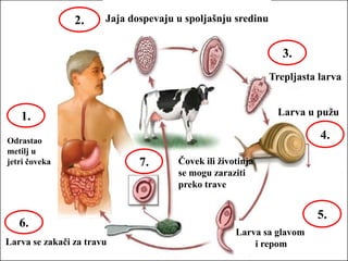 Jaja dospevaju u spoljašnju sredinu
Trepljasta larva
Odrastao
metilj u
jetri čoveka
1.
2.
3.
Larva u pužu
4.
Larva sa glavom
i repom
5.
Larva se zakači za travu
6.
Čovek ili životinja
se mogu zaraziti
preko trave
7.
 