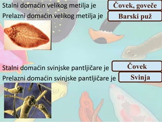 Stalni domaćin velikog metilja je
Prelazni domaćin velikog metilja je
Stalni domaćin svinjske pantljičare je
Prelazni domaćin svinjske pantljičare je
Čovek, goveče
Barski puž
Čovek
Svinja
 