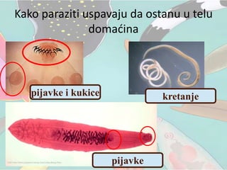 Kako paraziti uspavaju da ostanu u telu
domaćina
pijavke i kukice
pijavke
kretanje
 