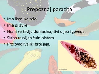 Prepoznaj parazita
• Ima listoliko telo.
• Ima pijavke.
• Hrani se krvlju domaćina, živi u jetri goveda.
• Slabo razvijen čulni sistem.
• Proizvodi veliki broj jaja.
 