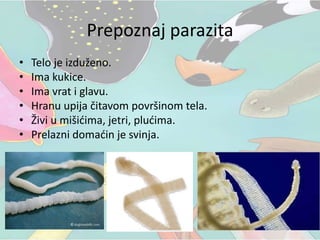Prepoznaj parazita
• Telo je izduženo.
• Ima kukice.
• Ima vrat i glavu.
• Hranu upija čitavom površinom tela.
• Živi u mišićima, jetri, plućima.
• Prelazni domaćin je svinja.
 