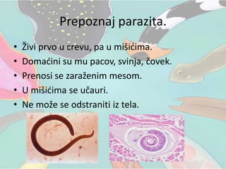 Prepoznaj parazita.
• Živi prvo u crevu, pa u mišićima.
• Domaćini su mu pacov, svinja, čovek.
• Prenosi se zaraženim mesom.
• U mišićima se učauri.
• Ne može se odstraniti iz tela.
 