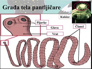 Građa tela pantljičare
Glava
Pijavke
Vrat
Članci
Kukice
 