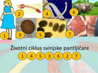 1 25 6 734
1
2
5
6
73
4
Životni ciklus svinjske pantljičare
 