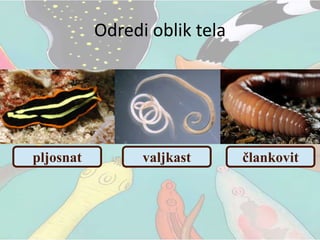 Odredi oblik tela
pljosnat valjkast člankovit
 