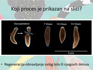 Koji proces je prikazan na slici?
• Regeneracija-obnavljanje celog tela ili njegovih delova
 
