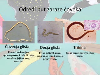 Odredi put zaraze čoveka
Čovečja glista
Unoseći nedovoljno
oprano povrće i voće ili vodu
zaražene jajima ovog
parazita.
Dečja glista
Preko prljavih ruku,
neopranog voća i povrća,
prljave vode.
Trihina
Preko zaraženog svinjskog
mesa.
 