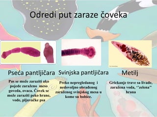 Odredi put zaraze čoveka
Pseća pantljičara
Pas se može zaraziti ako
pojede zaraženo meso
goveda, ovaca. Čovek se
može zaraziti peko hrane,
vode, pljuvačke psa
Svinjska pantljičara
Preko nepregledanog i
nedovoljno obrađenog
zaraženog svinjskog mesa u
kome su bobice.
Metilj
Grickanje trave sa livade,
zaražena voda, ‘’zelena’’
hrana
 