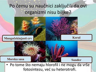 Po čemu su naučnici zaključili da ovi
organizmi nisu biljke?
• Po tome što nemaju hlorofil i ne mogu da vrše
fotosintezu, već su heterotrofi.
Mnogočekinjasti crv Koral
Morska sasa Sunđer
 