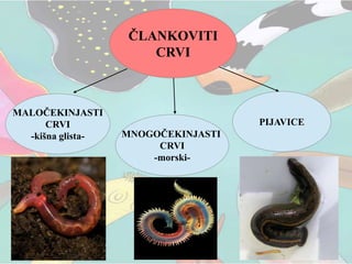 ČLANKOVITI
CRVI
MALOČEKINJASTI
CRVI
-kišna glista- MNOGOČEKINJASTI
CRVI
-morski-
PIJAVICE
 