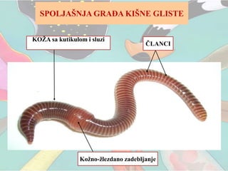 SPOLJAŠNJA GRAĐA KIŠNE GLISTE
ČLANCI
Kožno-žlezdano zadebljanje
KOŽA sa kutikulom i sluzi
 