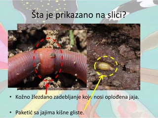Šta je prikazano na slici?
• Kožno žlezdano zadebljanje koje nosi oplođena jaja.
• Paketić sa jajima kišne gliste.
 