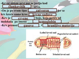 -Krvni sistem prvi put se javlja kod
crva.
Trbušni krvni sud
Leđni krvni sud
Bočna srca
Prednji
deo
tela
Poprečni krvni sudovi
-On je po svom tipu , jer se
krv kreće samo kroz .
-Krv je boje, koja potiče od
molekula po imenu .
-Krv prenosi i
člankovitih
zatvoren
crvene
hemoglobin
gasove hranljive materije
krvne sudove
 