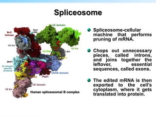 Spliceosome
Spliceosome-cellular
machine that performs
pruning of mRNA.
Chops out unnecessary
pieces, called introns,
and joins together the
leftover, essential
sequences, called exons.
The edited mRNA is then
exported to the cell’s
cytoplasm, where it gets
translated into protein.
 