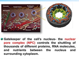 Gatekeeper of the cell’s nucleus- the nuclear
pore complex (NPC) controls the shuttling of
thousands of different proteins, RNA molecules,
and nutrients between the nucleus and
surrounding cytoplasm.
 