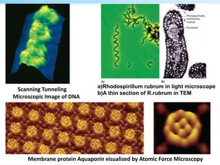 a)Rhodospirillum rubrum in light microscope
b)A thin section of R.rubrum in TEM
Scanning Tunneling
Microscopic Image of DNA
double helix
Membrane protein Aquaporin visualized by Atomic Force Microscopy
 