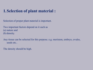 1.Selection of plant material :
Selection of proper plant material is important.
Two important factors depend on it such as
(a) nature and
(b) density.
Any tissue can be selected for this purpose. e.g. meristem, embryo, ovules,
seeds etc..
The density should be high.
 