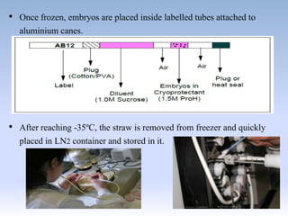 • Once frozen, embryos are placed inside labelled tubes attached to
aluminium canes.
• After reaching -35ºC, the straw is removed from freezer and quickly
placed in LN2 container and stored in it.
 