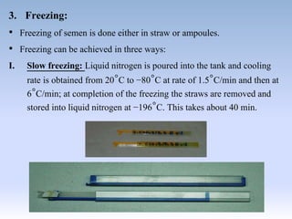 3. Freezing:
• Freezing of semen is done either in straw or ampoules.
• Freezing can be achieved in three ways:
I. Slow freezing: Liquid nitrogen is poured into the tank and cooling
rate is obtained from 20°C to −80°C at rate of 1.5°C/min and then at
6°C/min; at completion of the freezing the straws are removed and
stored into liquid nitrogen at −196°C. This takes about 40 min.
 
