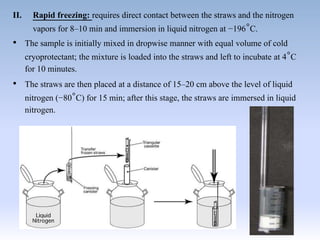 II. Rapid freezing: requires direct contact between the straws and the nitrogen
vapors for 8–10 min and immersion in liquid nitrogen at −196°C.
• The sample is initially mixed in dropwise manner with equal volume of cold
cryoprotectant; the mixture is loaded into the straws and left to incubate at 4°C
for 10 minutes.
• The straws are then placed at a distance of 15–20 cm above the level of liquid
nitrogen (−80°C) for 15 min; after this stage, the straws are immersed in liquid
nitrogen.
 