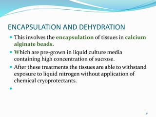 ENCAPSULATION AND DEHYDRATION
 This involves the encapsulation of tissues in calcium
alginate beads.
 Which are pre-grown in liquid culture media
containing high concentration of sucrose.
 After these treatments the tissues are able to withstand
exposure to liquid nitrogen without application of
chemical cryoprotectants.

30
 