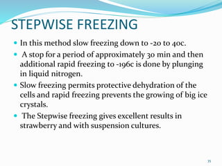 STEPWISE FREEZING
 In this method slow freezing down to -20 to 40c.
 A stop for a period of approximately 30 min and then
additional rapid freezing to -196c is done by plunging
in liquid nitrogen.
 Slow freezing permits protective dehydration of the
cells and rapid freezing prevents the growing of big ice
crystals.
 The Stepwise freezing gives excellent results in
strawberry and with suspension cultures.
35
 