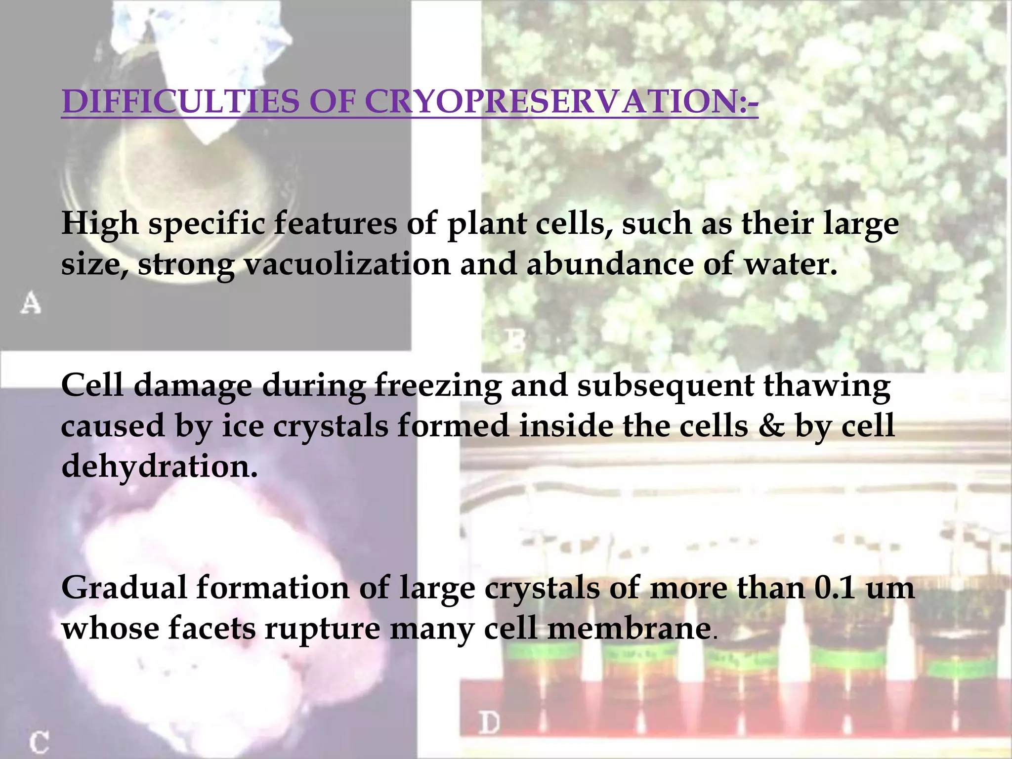 DIFFICULTIES OF CRYOPRESERVATION:-
High specific features of plant cells, such as their large
size, strong vacuolization and abundance of water.
Cell damage during freezing and subsequent thawing
caused by ice crystals formed inside the cells & by cell
dehydration.
Gradual formation of large crystals of more than 0.1 um
whose facets rupture many cell membrane.
 