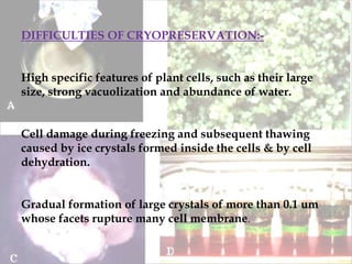 DIFFICULTIES OF CRYOPRESERVATION:-
High specific features of plant cells, such as their large
size, strong vacuolization and abundance of water.
Cell damage during freezing and subsequent thawing
caused by ice crystals formed inside the cells & by cell
dehydration.
Gradual formation of large crystals of more than 0.1 um
whose facets rupture many cell membrane.
 