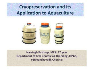 Cryopreservation and its
Application to Aquaculture
Narsingh Kashyap, MFSc 1st year
Department of Fish Genetics & Breeding ,IFPGS,
Vaniyanchavadi, Chennai
 