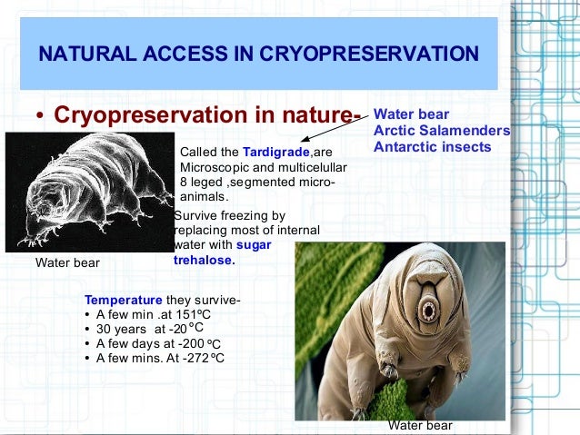 natural cryopreservation සඳහා පින්තුර ප්‍රතිඵල