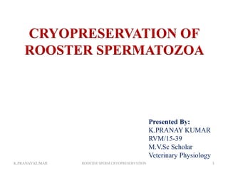CRYOPRESERVATION OF
ROOSTER SPERMATOZOA
Presented By:
K.PRANAY KUMAR
RVM/15-39
M.V.Sc Scholar
Veterinary Physiology
K.PRANAY KUMAR 1ROOSTER SPERM CRYOPRESERVSTION
 