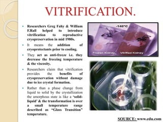 VITRIFICATION.
 Researchers Greg Fahy & William
F.Rall helped to introduce
vitrification to reproductive
cryopreservation in mid 1980s.
 It means the addition of
cryoprotectants prior to cooling.
 They act as anti-freeze i.e. they
decrease the freezing temperature
& the viscosity.
 Researchers claim that vitrification
provides the benefits of
cryopreservation without damage
due to ice crystal formation.
 Rather than a phase change from
liquid to solid by the crystallization
the amorphous state is like a ‘solid-
liquid’ & the transformation is over
a small temperature range
described as “Glass Transition”
temperature.
SOURCE: www.edu.com
 