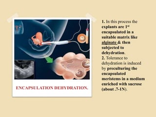 1. In this process the
explants are 1st
encapsulated in a
suitable matrix like
alginate & then
subjected to
dehydration.
2. Tolerance to
dehydration is induced
by preculturing the
encapsulated
meristems in a medium
enriched with sucrose
(about .7-1N).ENCAPSULATION DEHYDRATION.
 