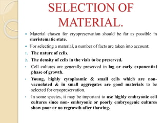 SELECTION OF
MATERIAL.
 Material chosen for cryopreservation should be far as possible in
meristematic state.
 For selecting a material, a number of facts are taken into account:
1. The nature of cells.
2. The density of cells in the vials to be preserved.
• Cell cultures are generally preserved in lag or early exponential
phase of growth.
• Young, highly cytoplasmic & small cells which are non-
vacuolated & in small aggregates are good materials to be
selected for cryopreservation.
• In some species, it may be important to use highly embryonic cell
cultures since non- embryonic or poorly embryogenic cultures
show poor or no regrowth after thawing.
 