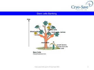 Cryo-save India (part of Cryo-Save NV) Stem cells Banking   