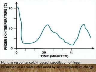 Hunting response, cold-induced vasodilation of finger
imrnersed in ice water, measured by skin temperature change
 