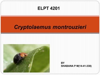 Cryptolaemus montrouzieri
BY
SHABANA P M(14-41-338)
ELPT 4201
 