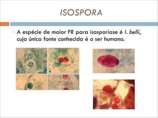 ISOSPORA
A espécie de maior FR para isosporíase é I. belli,
cuja única fonte conhecida é o ser humano.

 