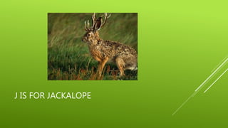 J IS FOR JACKALOPE 
 