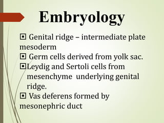  Genital ridge – intermediate plate
mesoderm
 Germ cells derived from yolk sac.
Leydig and Sertoli cells from
mesenchyme underlying genital
ridge.
 Vas deferens formed by
mesonephric duct
Embryology
 