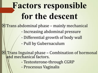 Trans abdominal phase – mainly mechanical
- Increasing abdominal pressure
- Differential growth of body wall
- Pull by Gubernaculum
 Trans Inguinal phase – Combination of hormonal
and mechanical factors.
- Testosterone-through CGRP
- Processus Vaginalis
Factors responsible
for the descent
 