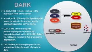 CCT
PHR
Inactive CRY 1 monomer
 In dark, CRY1 remains inactive in the
nucleus in form of monomer.
 In dark, COP1 (E3 ubiquitin ligase) & SPA1
forms complex in the nucleus which
positively regulates COP1 activity.
 COP1-SPA1 complex degrade
photomorphogenesis promoting
transcription factors like HY5,HFR1 & LAF1
via. Ubiquitin mediated 265 proteasome
degradation.
 This inhibits photomorphogenesis and
promotes etiolated growth of plants in
dark.
Nucleus
 